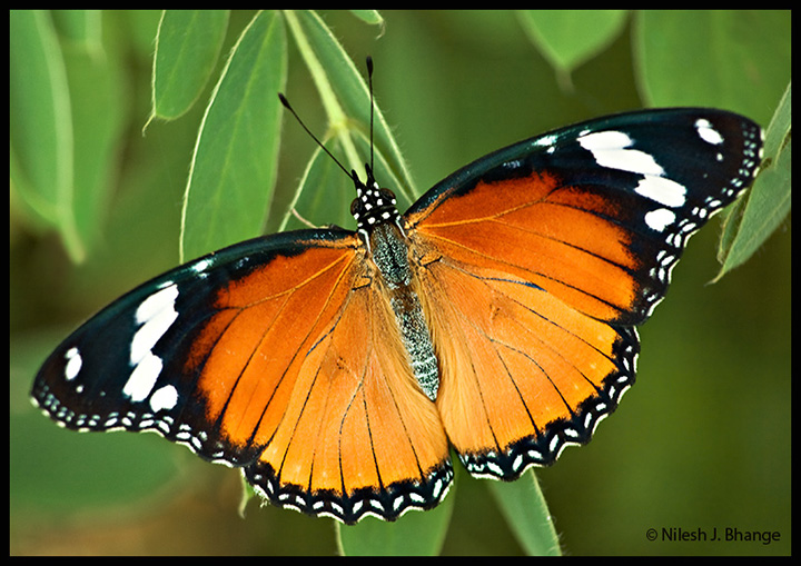Monarch