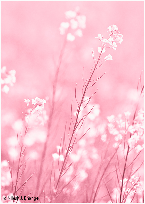 Delicate Flowers_1.jpg
