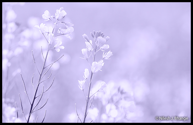 Delicate Flowers_2.jpg