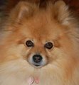 My baby Ginger