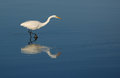 Great Egret looking for breakfast