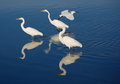 Egret Party