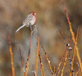Day 20:  House Finch