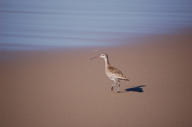 Beachcombing