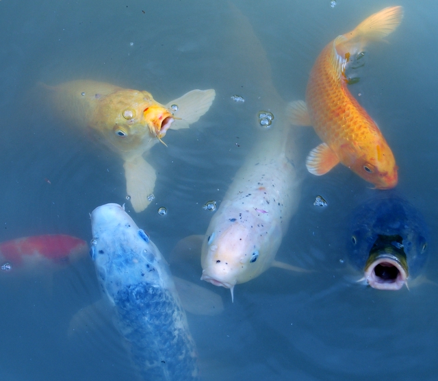 Big Fish