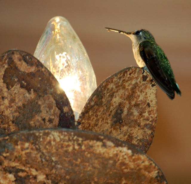 Poor little hummingbird