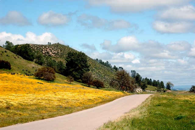 Wildflowers