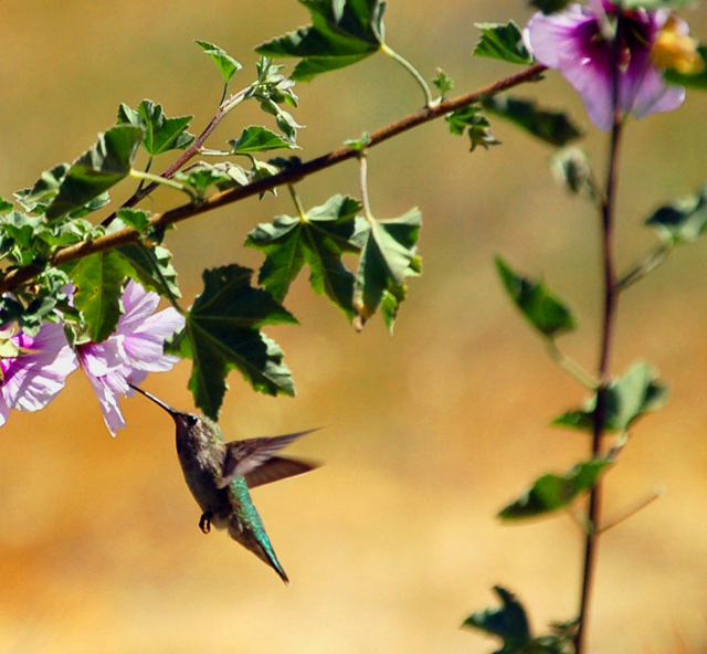 Pink Nectar