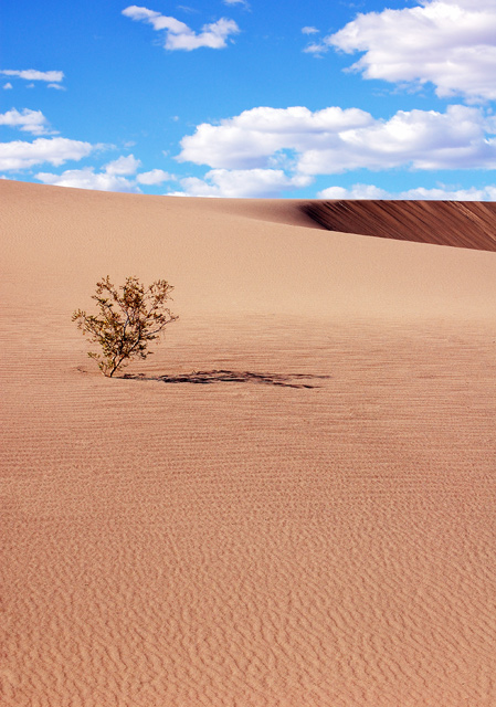 Survival in Death Valley