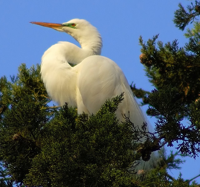 Great Egret