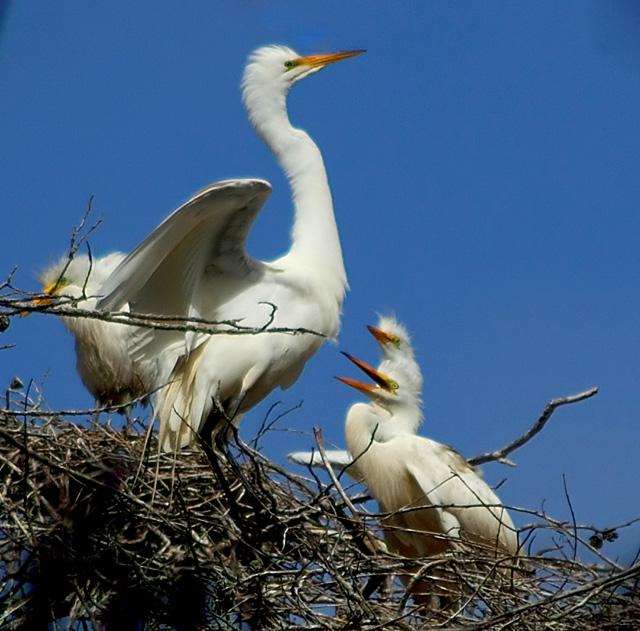 Great Egret Family