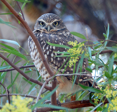 Owl