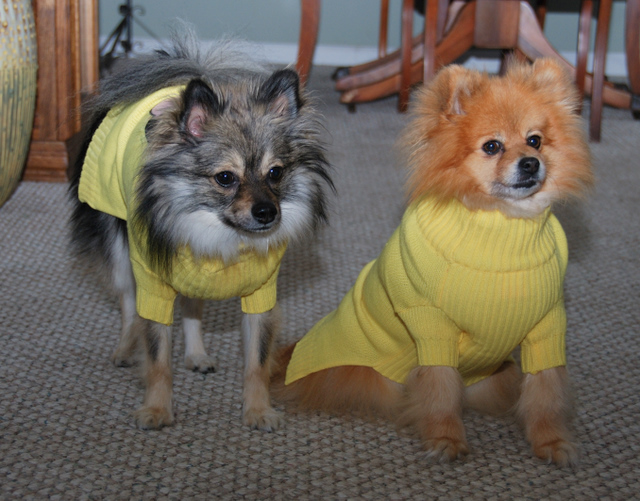 Day 5.5: New Sweaters