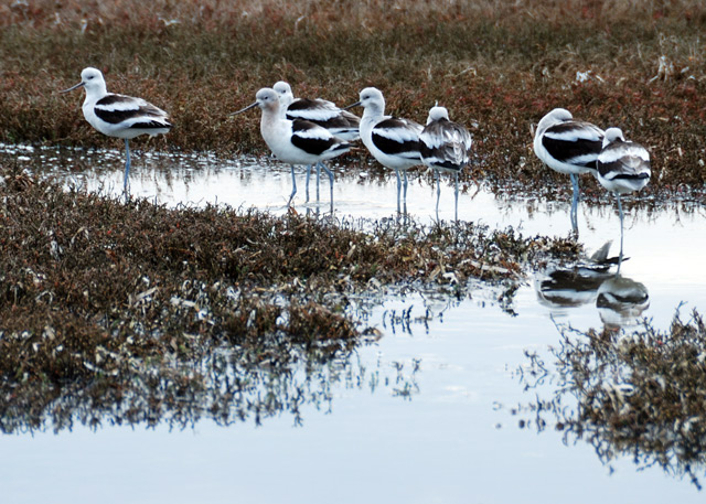 Day 10.5: Avocets