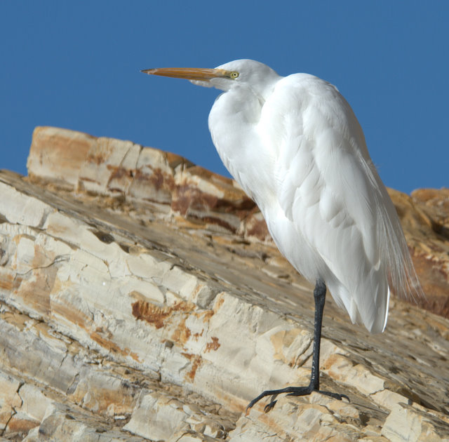 dAY 16.5: Great Egret