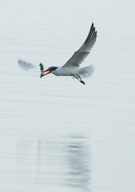 Day 27: Caspian Tern with Fish
