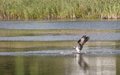 Osprey catching a fish