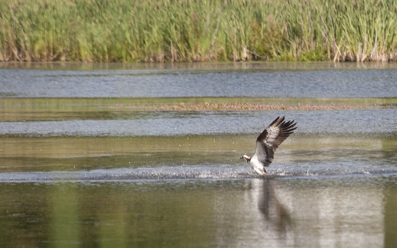 Osprey catching a fish