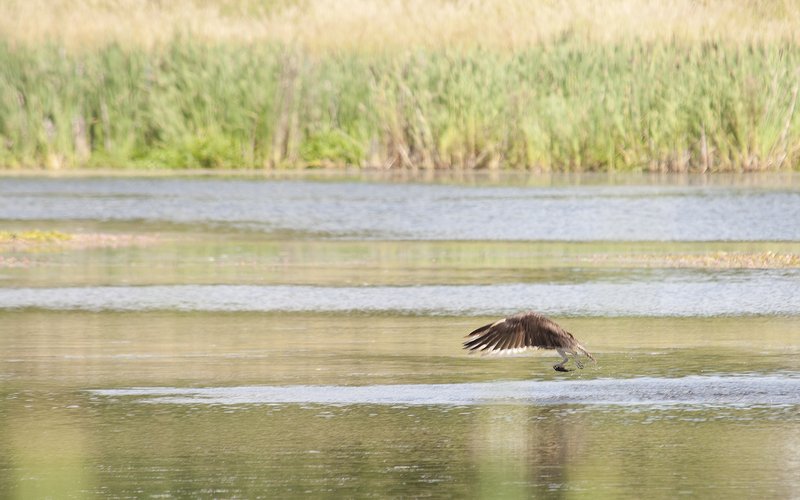 Osprey catching a fish