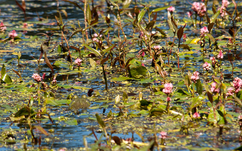 frog and the dragon fly
