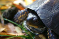 The Turtle
