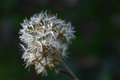 CRW_3409_RT8.jpg