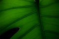 Veins