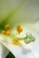 Easter Lily