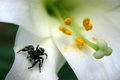 Easter Lily 2