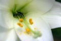 Easter Lily 3