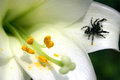 Easter Lily 4