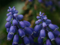 Grape Hyacinths