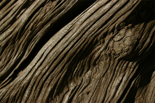 Cedar Trunk
