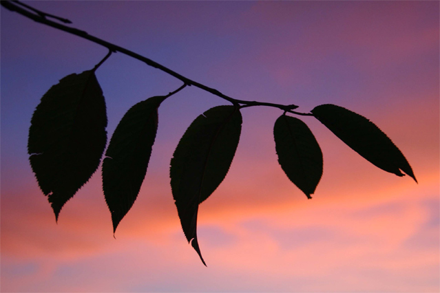 Sunset Silhouette