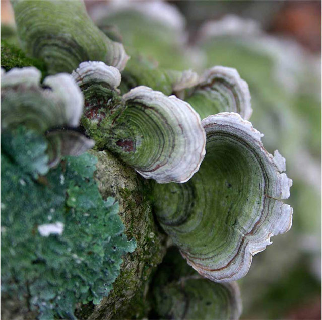 Fungi II