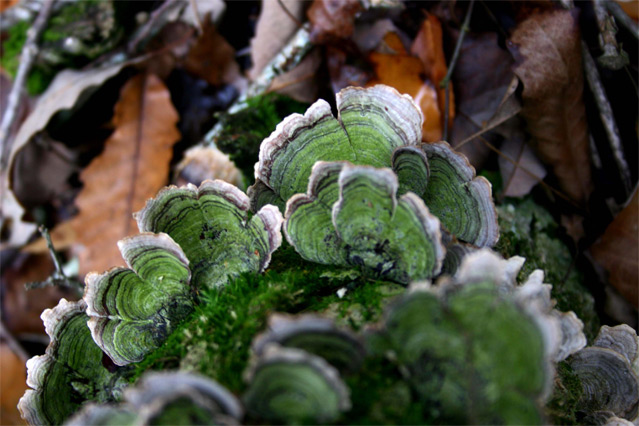 Fungi