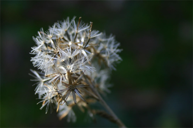 CRW_3409_RT8.jpg