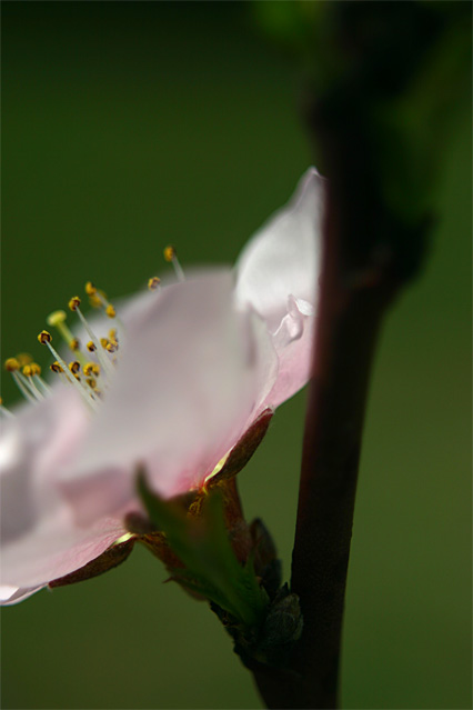 Peach Pollen