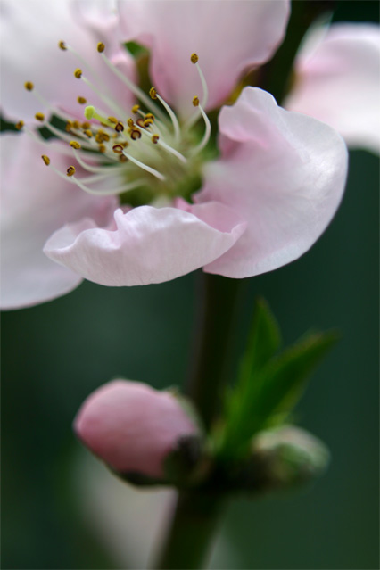 Peach Blossom