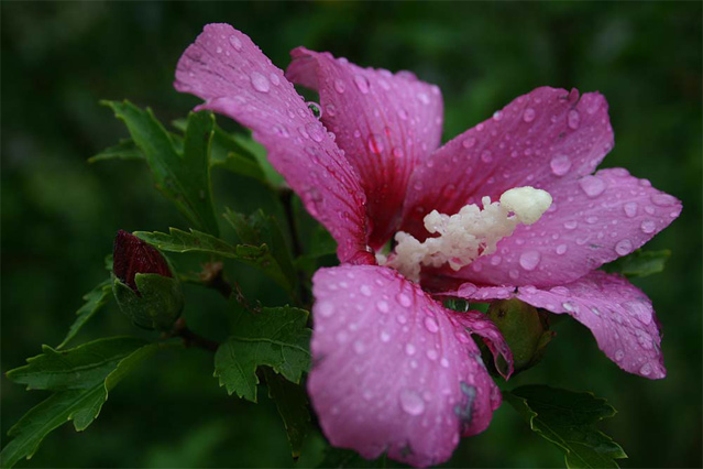 Bloom and Bud