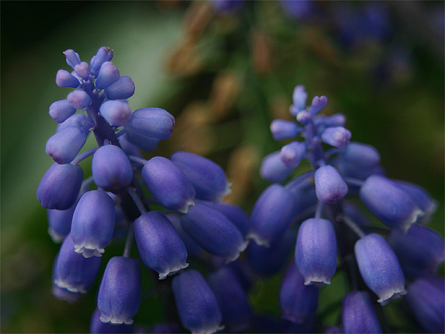 Grape Hyacinths