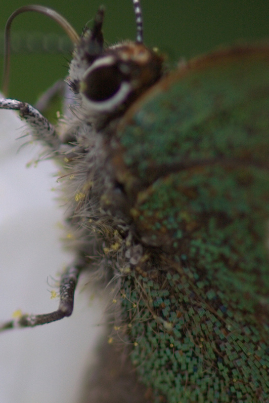 VQ8J2687_100crop.jpg