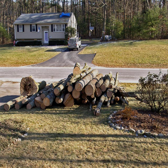 logs on the lawn