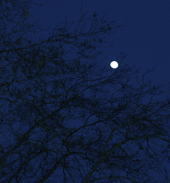 Howling At the Moon
