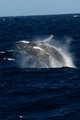 Humpback