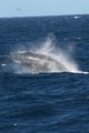 Humpback 2
