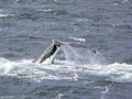 WhaleTail1.1.jpg