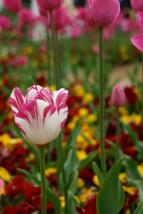 Pink Tulip.jpg