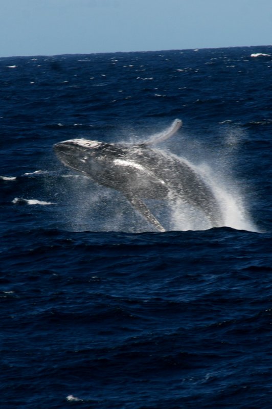 Humpback