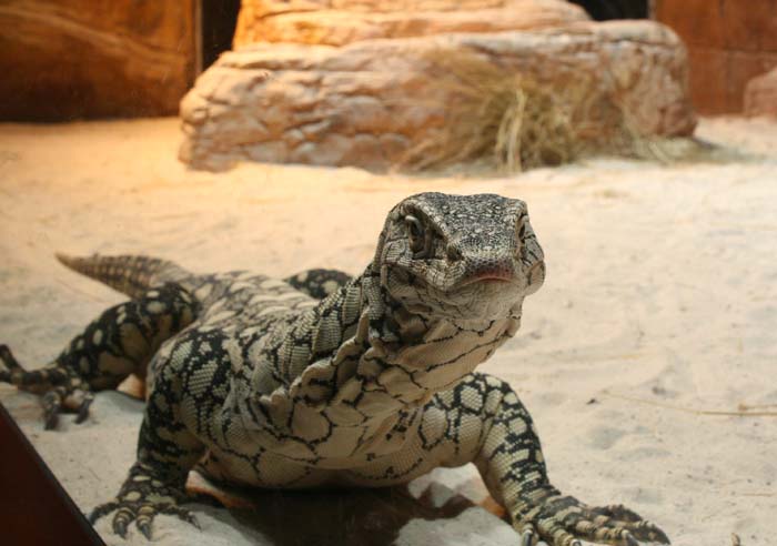 Goanna.jpg